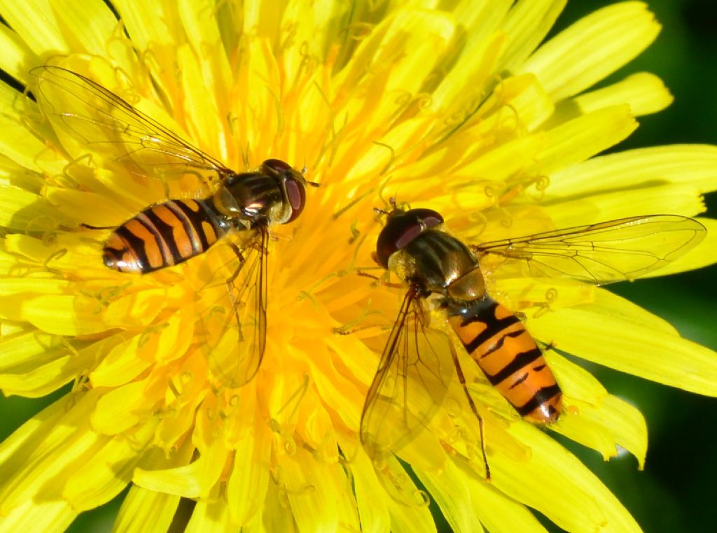 Syrphidae  LSC1 - Episirphus balteatus